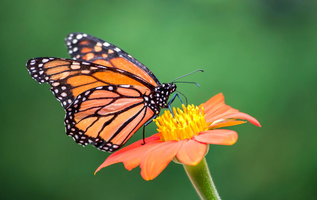 It’s More Than Just a Pretty Garden