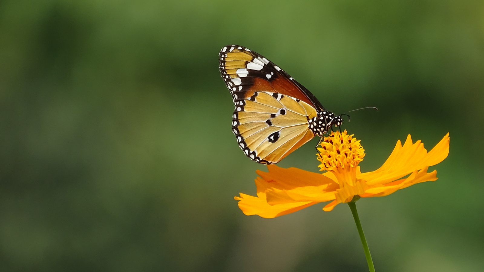 A Billion Small Steps: Restore Pollinator Habitats